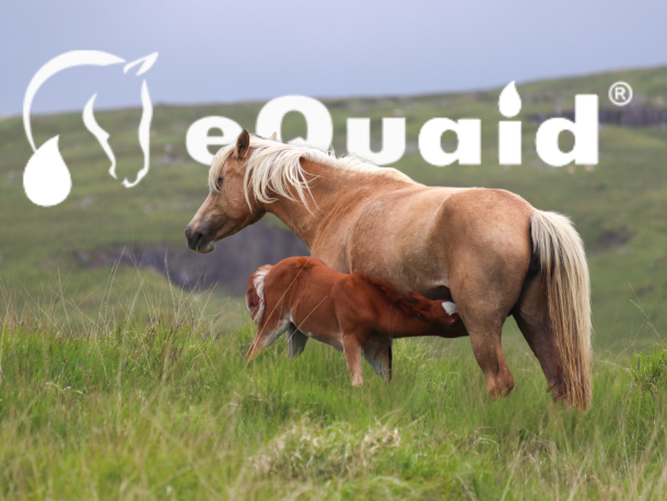 comprar leche de yegua