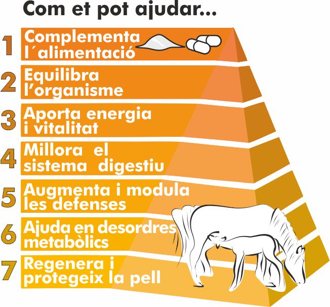 eQuaid equilibra l'organisme, aporta energia i vitalitat, aumenta les defenses