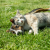 probiotico equaid vet