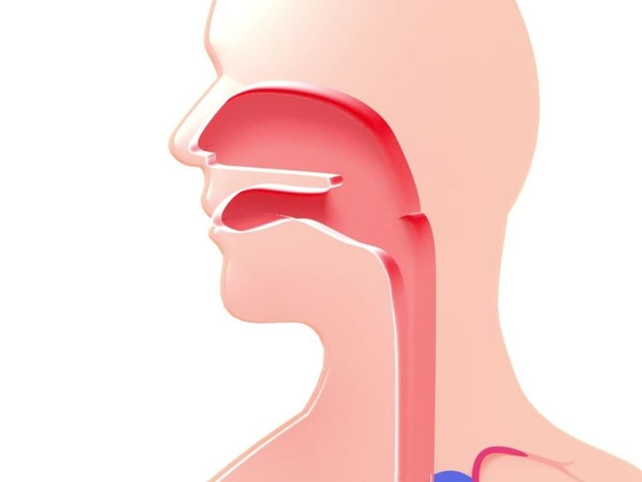 Digestologia