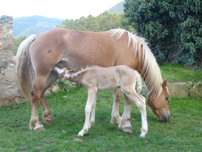 Euga amamantant el seu poltre