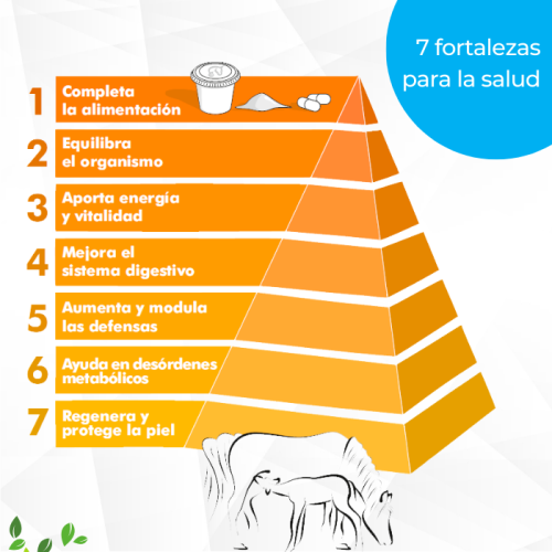 Piramide fortalezas eQuaid probiotico